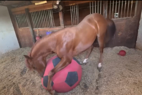 HorseID: 2304775 Franciscos Cucuy - PhotoID: 1087826