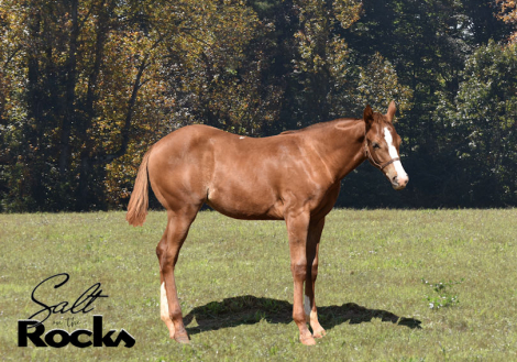 HorseID: 2304776 SHEZ KINDA SALTY - PhotoID: 1087827