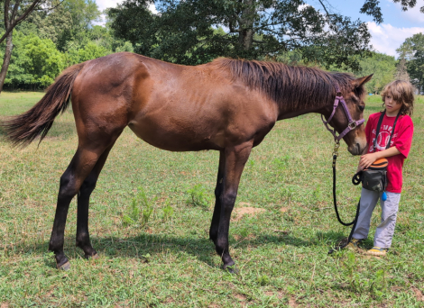 HorseID: 2304778 Space Oddity - PhotoID: 1087828