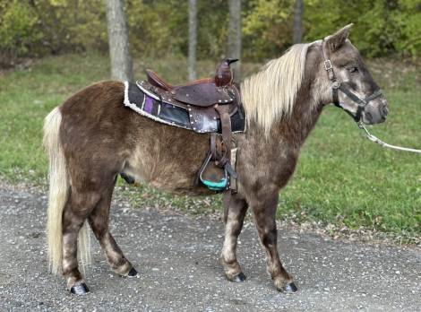 HorseID: 2304786 SPADE - PhotoID: 1087838