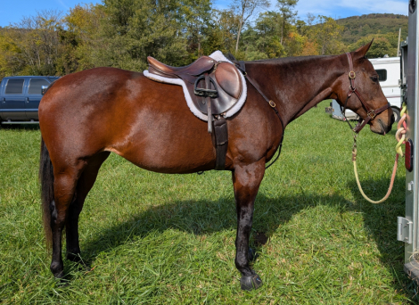 HorseID: 2304787 Audi - PhotoID: 1087843