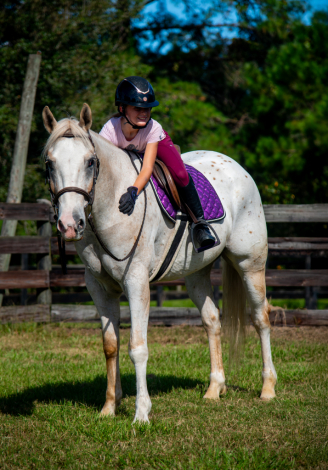 HorseID: 2304788 Gold Rush - the all around. X-rays on file - PhotoID: 1087840