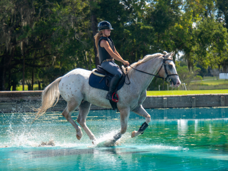 HorseID: 2304788 Gold Rush - the all around. X-rays on file - PhotoID: 1087841