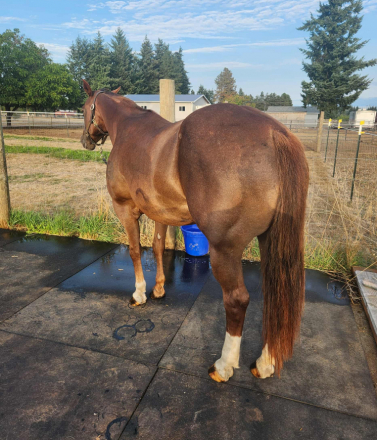 HorseID: 2304789 Freckle My Peponita - PhotoID: 1087850