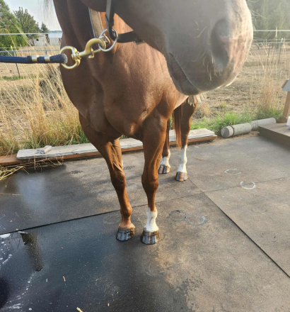 HorseID: 2304789 Freckle My Peponita - PhotoID: 1087851