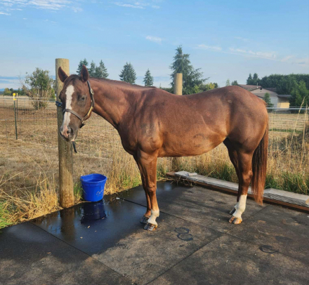 HorseID: 2304789 Freckle My Peponita - PhotoID: 1087852