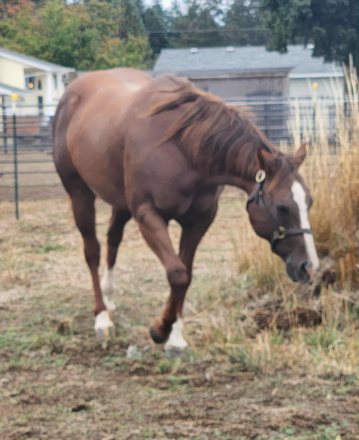 HorseID: 2304789 Freckle My Peponita - PhotoID: 1087853