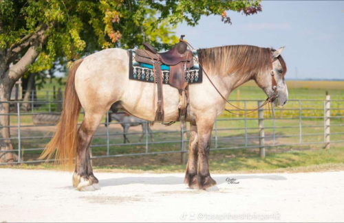 HorseID: 2304790 Badger - PhotoID: 1087844