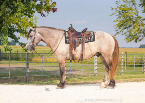 HorseID: 2304790 Badger - PhotoID: 1087845