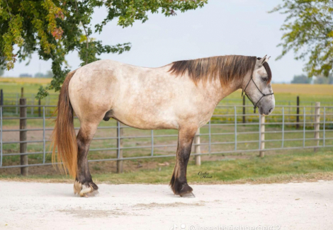 HorseID: 2304790 Badger - PhotoID: 1087846