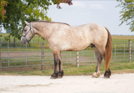 HorseID: 2304790 Badger - PhotoID: 1087847