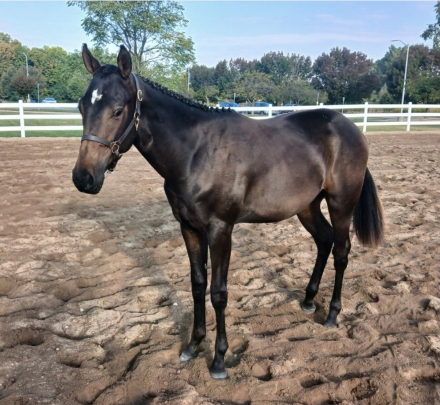 HorseID: 2304794 Petey In The House - PhotoID: 1087854