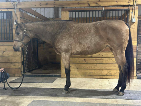 HorseID: 2304797 Good Version of VITO by Vitalyzed aka: Vito APHA - PhotoID: 1087855