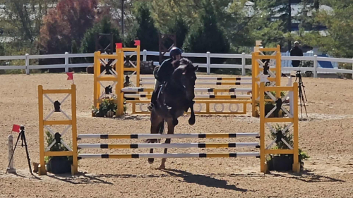 HorseID: 2304800 Quimbim 3 - PhotoID: 1087857