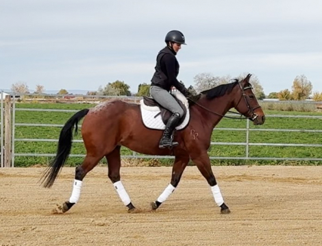 HorseID: 2304804 Remington - PhotoID: 1087862