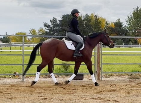 HorseID: 2304804 Remington - PhotoID: 1087863