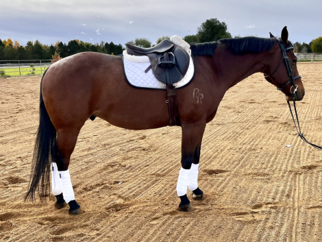 HorseID: 2304804 Remington - PhotoID: 1087864