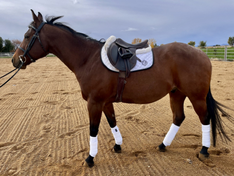 HorseID: 2304804 Remington - PhotoID: 1087865