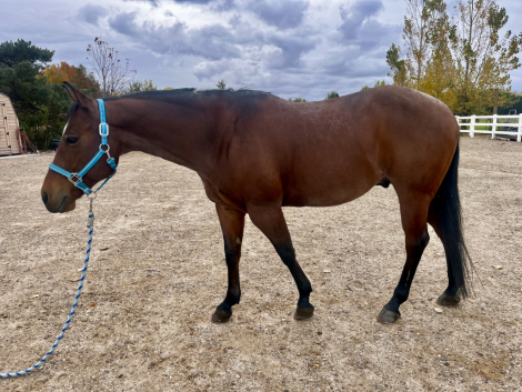 HorseID: 2304804 Remington - PhotoID: 1087866