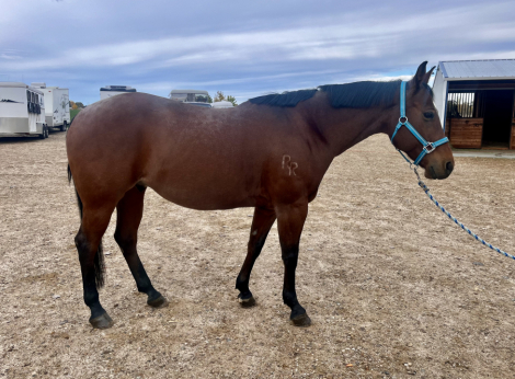 HorseID: 2304804 Remington - PhotoID: 1087867