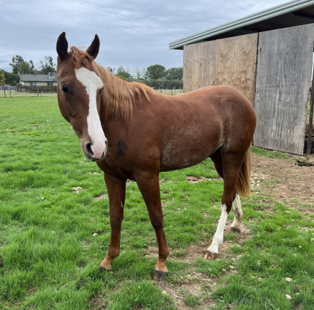 HorseID: 2304808 2024 Metallic Cattack Filly - PhotoID: 1087872