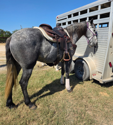 HorseID: 2304814 Grace of Kahn - PhotoID: 1087873