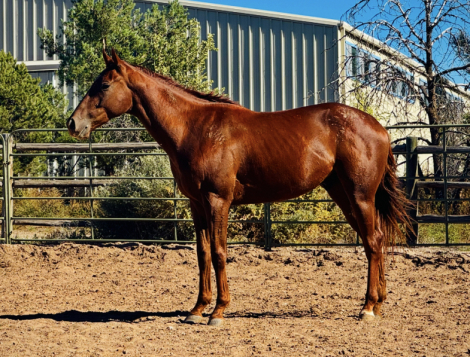 HorseID: 2304826 Boy Wildcat - PhotoID: 1087879