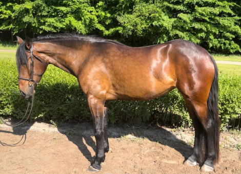 HorseID: 2304828 I Do Declare - PhotoID: 1087881