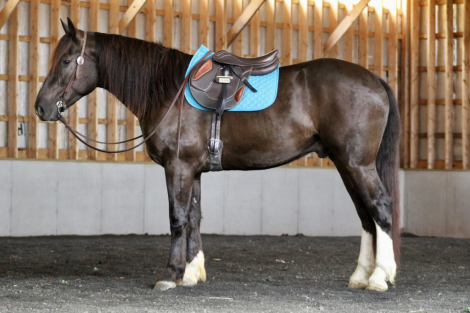 HorseID: 2304833 Tumbleweed - PhotoID: 1087890