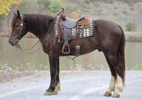 HorseID: 2304833 Tumbleweed - PhotoID: 1087891