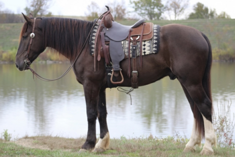 HorseID: 2304833 Tumbleweed - PhotoID: 1087892