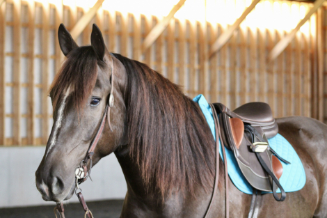 HorseID: 2304833 Tumbleweed - PhotoID: 1087893