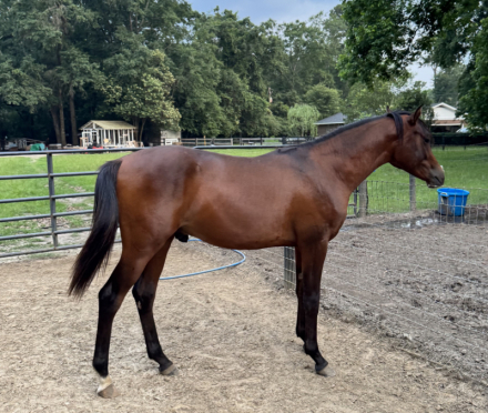 HorseID: 2304835 Montreuxx - PhotoID: 1087895