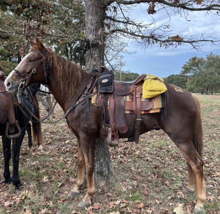 HorseID: 2304836 Cricket - PhotoID: 1087894