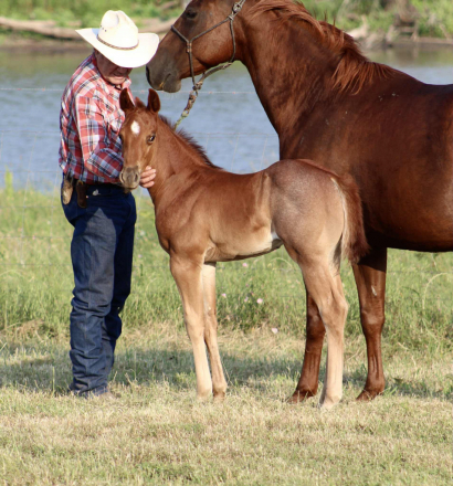 HorseID: 2304841 FACE IT IMA CHIEF X SAN TULE SHASTA - PhotoID: 1087900