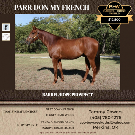 HorseID: 2304842 PARR DON MY FRENCH - PhotoID: 1087901