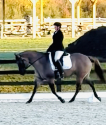 HorseID: 2304843 Bar J Mark Me Fancy - PhotoID: 1087904