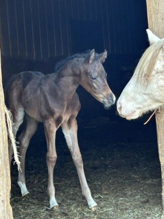 HorseID: 2304847 CV Energy in Khomotion - PhotoID: 1087906