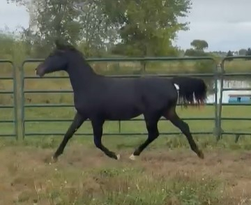 HorseID: 2304847 CV Energy in Khomotion - PhotoID: 1087907