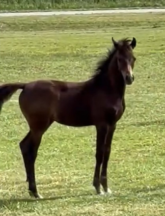 HorseID: 2304847 CV Energy in Khomotion - PhotoID: 1087908