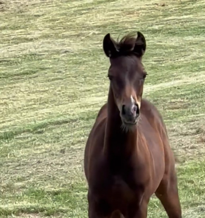 HorseID: 2304847 CV Energy in Khomotion - PhotoID: 1087909