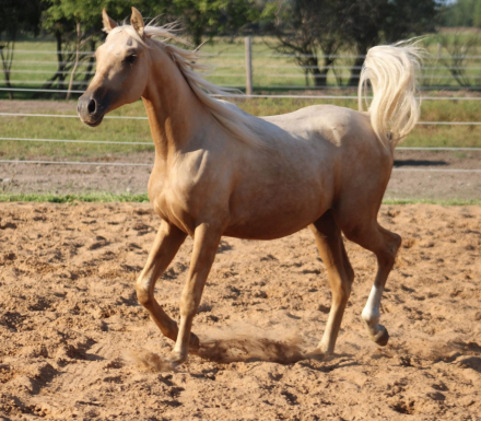 HorseID: 2304848 CV Bently Luxury Gold - PhotoID: 1087910