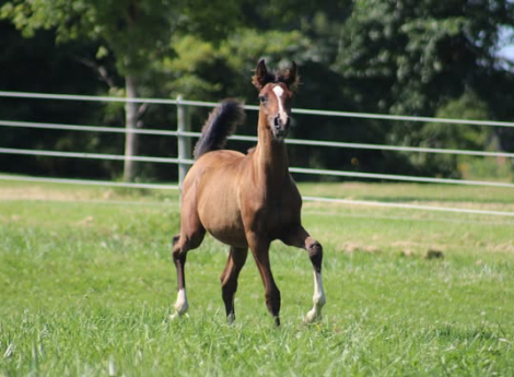 HorseID: 2304849 CV Truly a Gem - PhotoID: 1087911