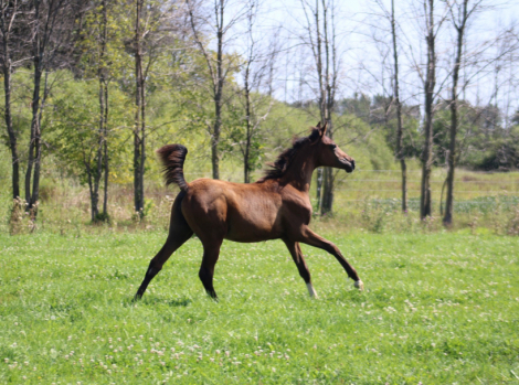 HorseID: 2304849 CV Truly a Gem - PhotoID: 1087912