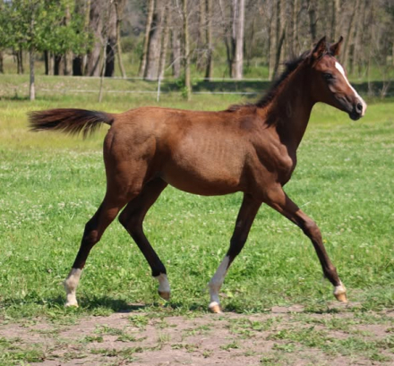 HorseID: 2304849 CV Truly a Gem - PhotoID: 1087913