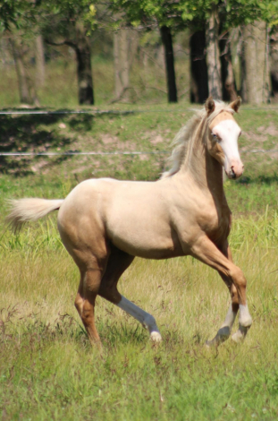 HorseID: 2304850 CV Duke the Mobster - PhotoID: 1087914