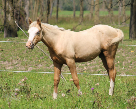 HorseID: 2304850 CV Duke the Mobster - PhotoID: 1087915