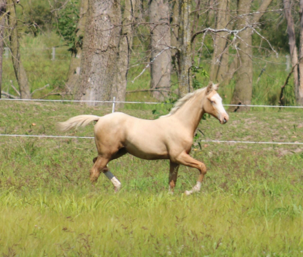 HorseID: 2304850 CV Duke the Mobster - PhotoID: 1087916