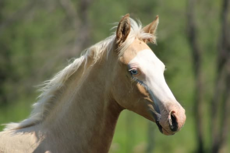 HorseID: 2304850 CV Duke the Mobster - PhotoID: 1087917