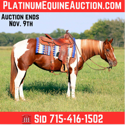 HorseID: 2304851 Shiney Cat - PhotoID: 1087918